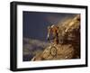 Mountain Biking Downhill-null-Framed Photographic Print