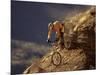 Mountain Biking Downhill-null-Mounted Photographic Print