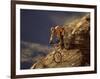 Mountain Biking Downhill-null-Framed Photographic Print