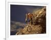 Mountain Biking Downhill-null-Framed Photographic Print