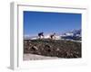 Mountain Biking in Loveland Pass, Colorado, USA-Lee Kopfler-Framed Photographic Print