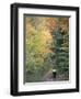 Mountain Biking on Old Logging Road of Rice Hill, Green Mountains, Vermont, USA-Jerry & Marcy Monkman-Framed Premium Photographic Print