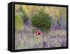 Mountain biking on the Murphy Hanrehan Trails near Minneapolis, Minnesota, USA-Chuck Haney-Framed Stretched Canvas