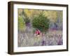 Mountain biking on the Murphy Hanrehan Trails near Minneapolis, Minnesota, USA-Chuck Haney-Framed Photographic Print