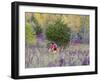 Mountain biking on the Murphy Hanrehan Trails near Minneapolis, Minnesota, USA-Chuck Haney-Framed Photographic Print