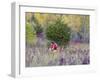 Mountain biking on the Murphy Hanrehan Trails near Minneapolis, Minnesota, USA-Chuck Haney-Framed Photographic Print