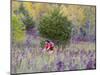 Mountain biking on the Murphy Hanrehan Trails near Minneapolis, Minnesota, USA-Chuck Haney-Mounted Photographic Print