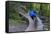 Mountain biking on the Over the Edge Trail, Copper Harbor, Michigan-Chuck Haney-Framed Stretched Canvas