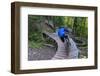 Mountain biking on the Over the Edge Trail, Copper Harbor, Michigan-Chuck Haney-Framed Photographic Print