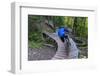 Mountain biking on the Over the Edge Trail, Copper Harbor, Michigan-Chuck Haney-Framed Photographic Print