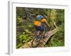 Mountain biking on the Stairway to Heaven Trail, Copper Harbor, Michigan, USA-Chuck Haney-Framed Photographic Print