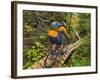 Mountain biking on the Stairway to Heaven Trail, Copper Harbor, Michigan, USA-Chuck Haney-Framed Photographic Print