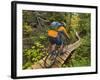 Mountain biking on the Stairway to Heaven Trail, Copper Harbor, Michigan, USA-Chuck Haney-Framed Photographic Print