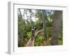 Mountain biking on the Stairway to Heaven Trail in Copper Harbor, Michigan, USA-Chuck Haney-Framed Photographic Print