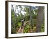 Mountain biking on the Stairway to Heaven Trail in Copper Harbor, Michigan, USA-Chuck Haney-Framed Photographic Print