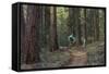 Mountain Biking on the Whitefish Trail, Montana, USA-Chuck Haney-Framed Stretched Canvas