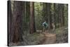 Mountain Biking on the Whitefish Trail, Montana, USA-Chuck Haney-Stretched Canvas