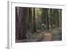 Mountain Biking on the Whitefish Trail, Montana, USA-Chuck Haney-Framed Photographic Print