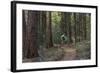 Mountain Biking on the Whitefish Trail, Montana, USA-Chuck Haney-Framed Photographic Print