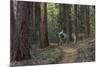 Mountain Biking on the Whitefish Trail, Montana, USA-Chuck Haney-Mounted Photographic Print