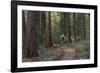 Mountain Biking on the Whitefish Trail, Montana, USA-Chuck Haney-Framed Photographic Print