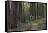 Mountain Biking on the Whitefish Trail, Montana, USA-Chuck Haney-Framed Stretched Canvas