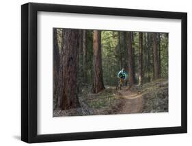 Mountain Biking on the Whitefish Trail, Montana, USA-Chuck Haney-Framed Photographic Print