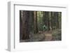 Mountain Biking on the Whitefish Trail, Montana, USA-Chuck Haney-Framed Photographic Print