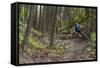 Mountain Biking the Whitefish Trail Near Whitefish, Montana, USA-Chuck Haney-Framed Stretched Canvas