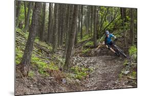 Mountain Biking the Whitefish Trail Near Whitefish, Montana, USA-Chuck Haney-Mounted Photographic Print