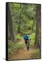 Mountain Biking the Whitefish Trail Near Whitefish, Montana, USA-Chuck Haney-Framed Stretched Canvas