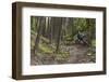 Mountain Biking the Whitefish Trail Near Whitefish, Montana, USA-Chuck Haney-Framed Photographic Print