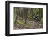 Mountain Biking the Whitefish Trail Near Whitefish, Montana, USA-Chuck Haney-Framed Photographic Print