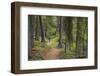 Mountain Biking the Whitefish Trail Near Whitefish, Montana, USA-Chuck Haney-Framed Photographic Print