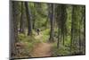 Mountain Biking the Whitefish Trail Near Whitefish, Montana, USA-Chuck Haney-Mounted Photographic Print