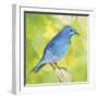 Mountain Bird-Sarah Simpson-Framed Art Print