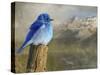 Mountain Blue Bird-Chris Vest-Stretched Canvas