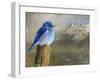 Mountain Blue Bird-Chris Vest-Framed Art Print