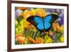 Mountain Blue Butterfly-Darrell Gulin-Framed Photographic Print