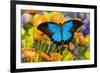 Mountain Blue Butterfly-Darrell Gulin-Framed Photographic Print