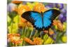 Mountain Blue Butterfly-Darrell Gulin-Mounted Photographic Print