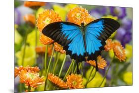 Mountain Blue Butterfly-Darrell Gulin-Mounted Photographic Print