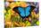 Mountain Blue Butterfly-Darrell Gulin-Mounted Photographic Print