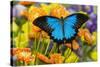 Mountain Blue Butterfly-Darrell Gulin-Stretched Canvas