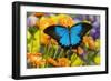 Mountain Blue Butterfly-Darrell Gulin-Framed Premium Photographic Print