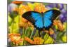 Mountain Blue Butterfly-Darrell Gulin-Mounted Premium Photographic Print