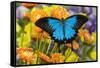 Mountain Blue Butterfly-Darrell Gulin-Framed Stretched Canvas