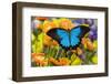Mountain Blue Butterfly-Darrell Gulin-Framed Premium Photographic Print