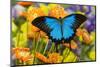 Mountain Blue Butterfly-Darrell Gulin-Mounted Premium Photographic Print