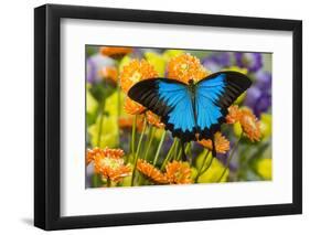 Mountain Blue Butterfly-Darrell Gulin-Framed Photographic Print